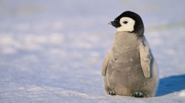 Tại sao Google Penguin lại tốt cho SEO?