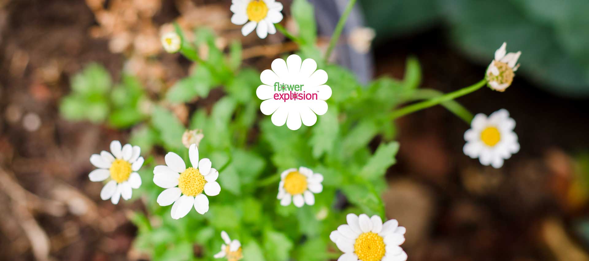Thông tin tổng quan, khó khăn và kết quả đạt được của dự án Flower Explosion